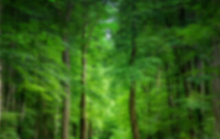green forest blurred